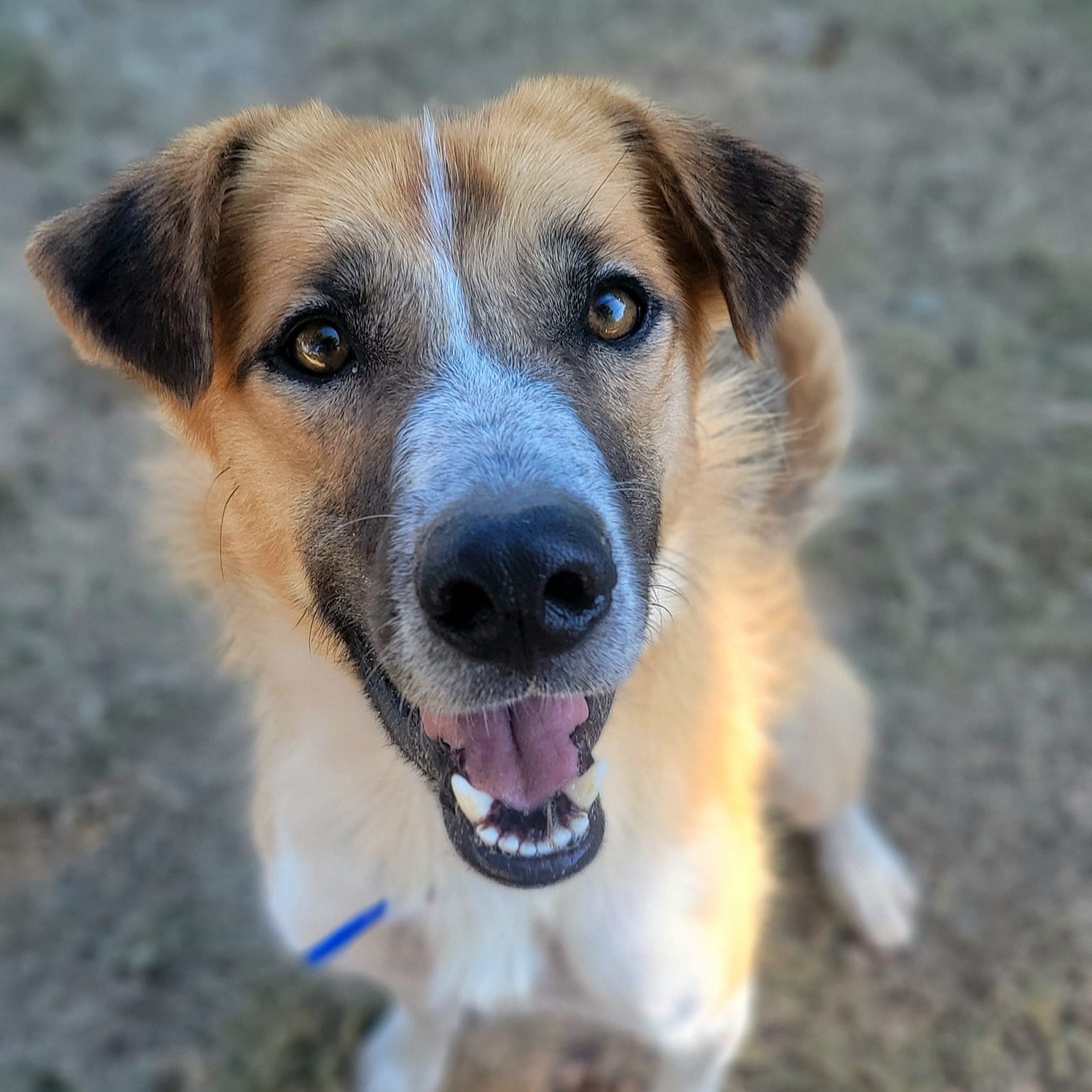 Rolo, a Adoptable mixed breed in Mendham, NJ image 3/5