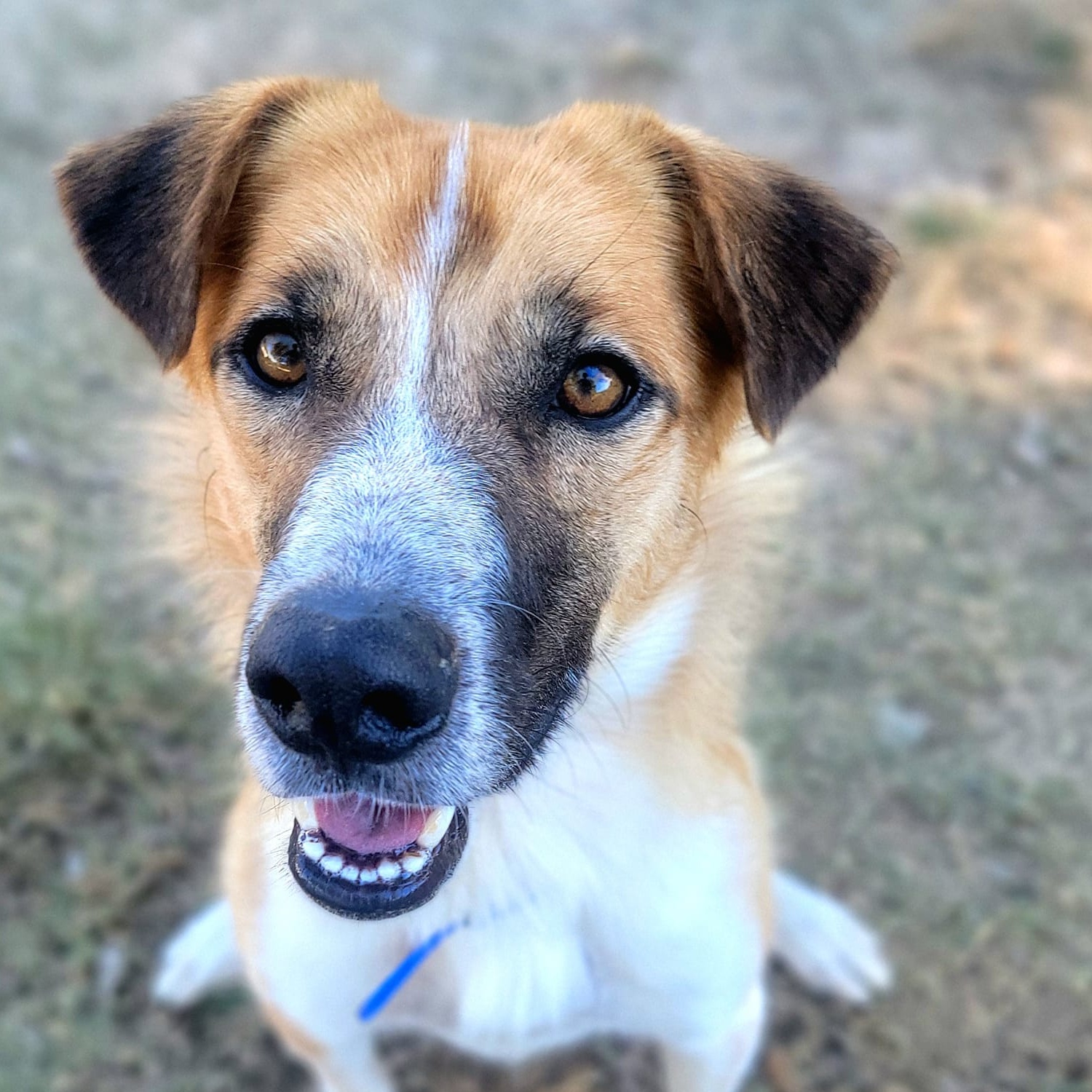 Rolo, a Adoptable mixed breed in Mendham, NJ image 4/5