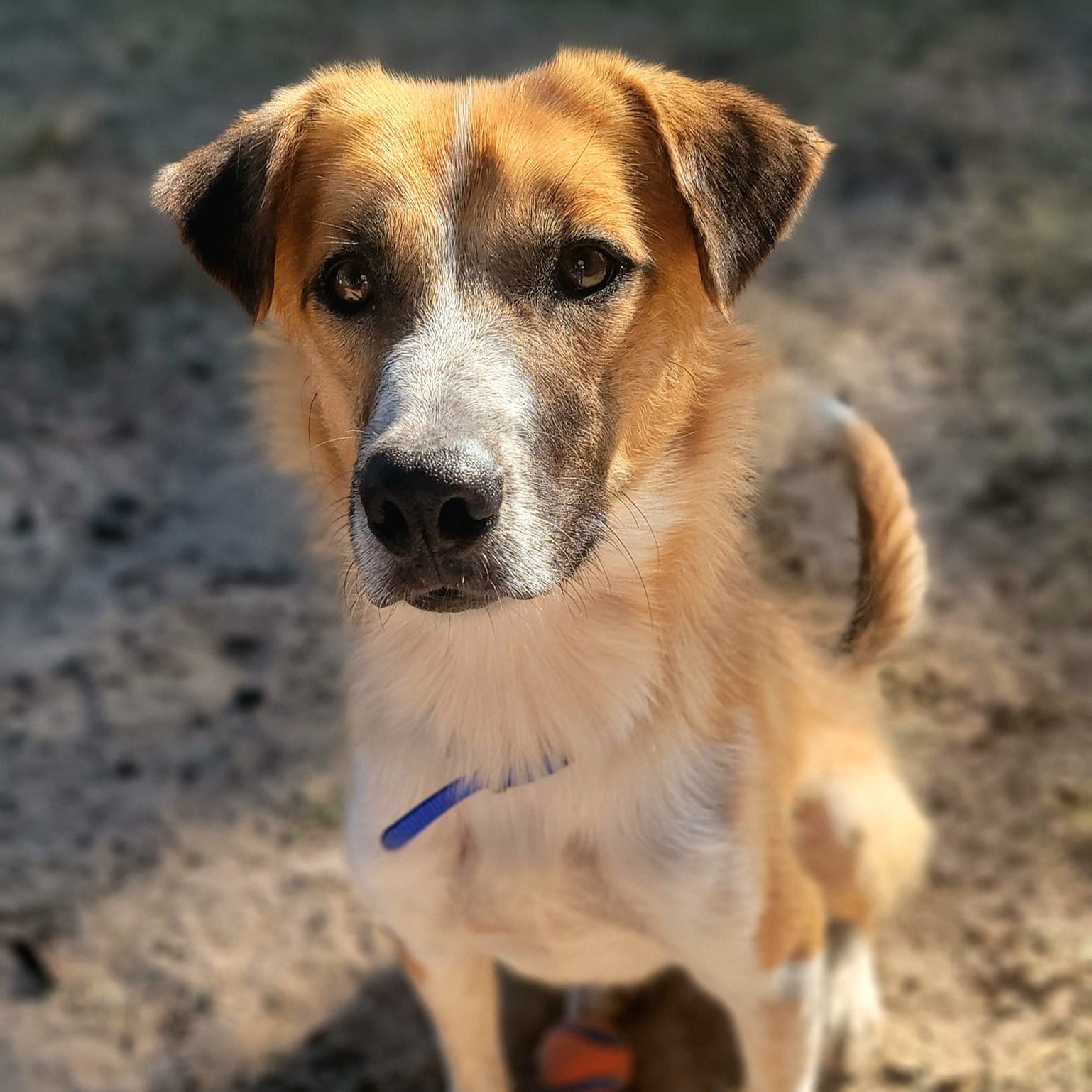 Rolo, a Adoptable mixed breed in Mendham, NJ image 5/5