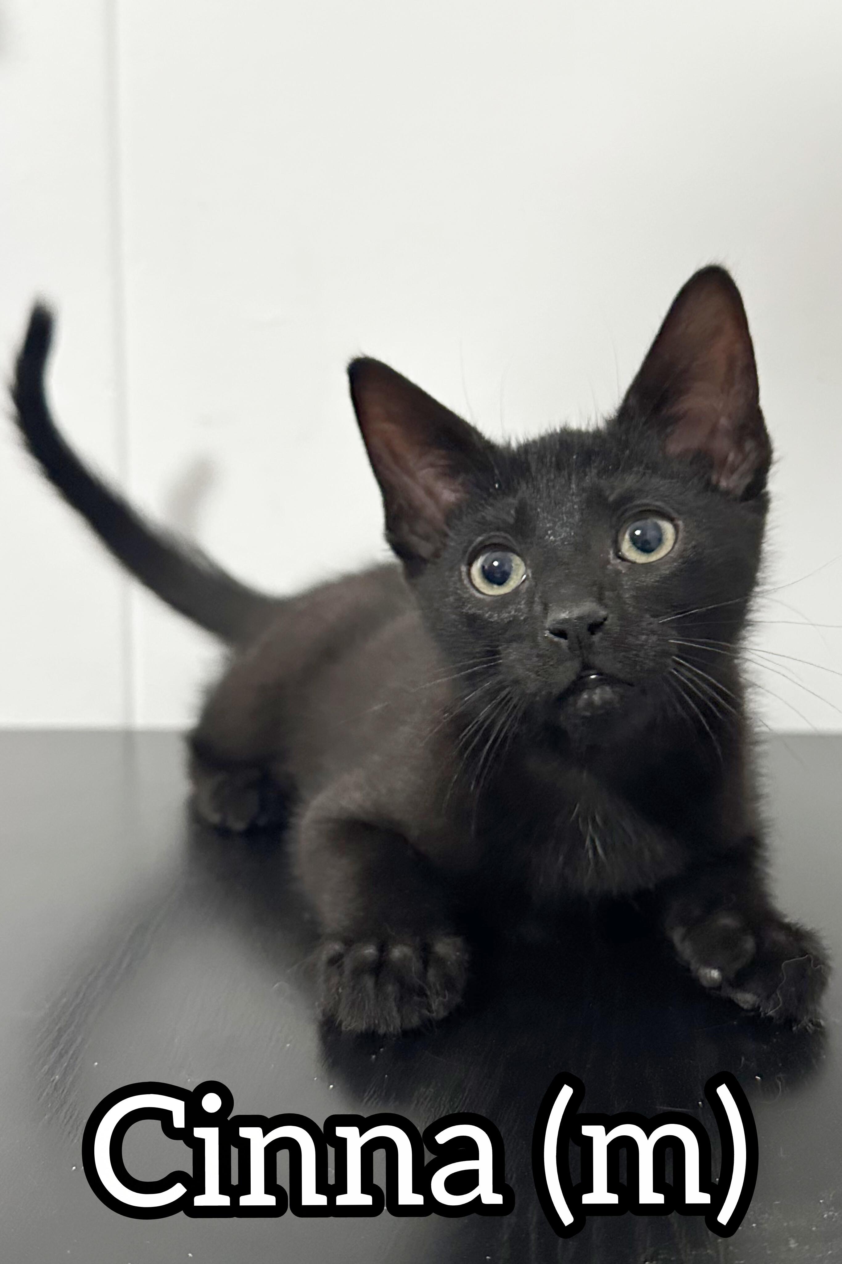 Pre-Adoption: Cinna, Adoptable, Kitten Male Domestic Short Hair.