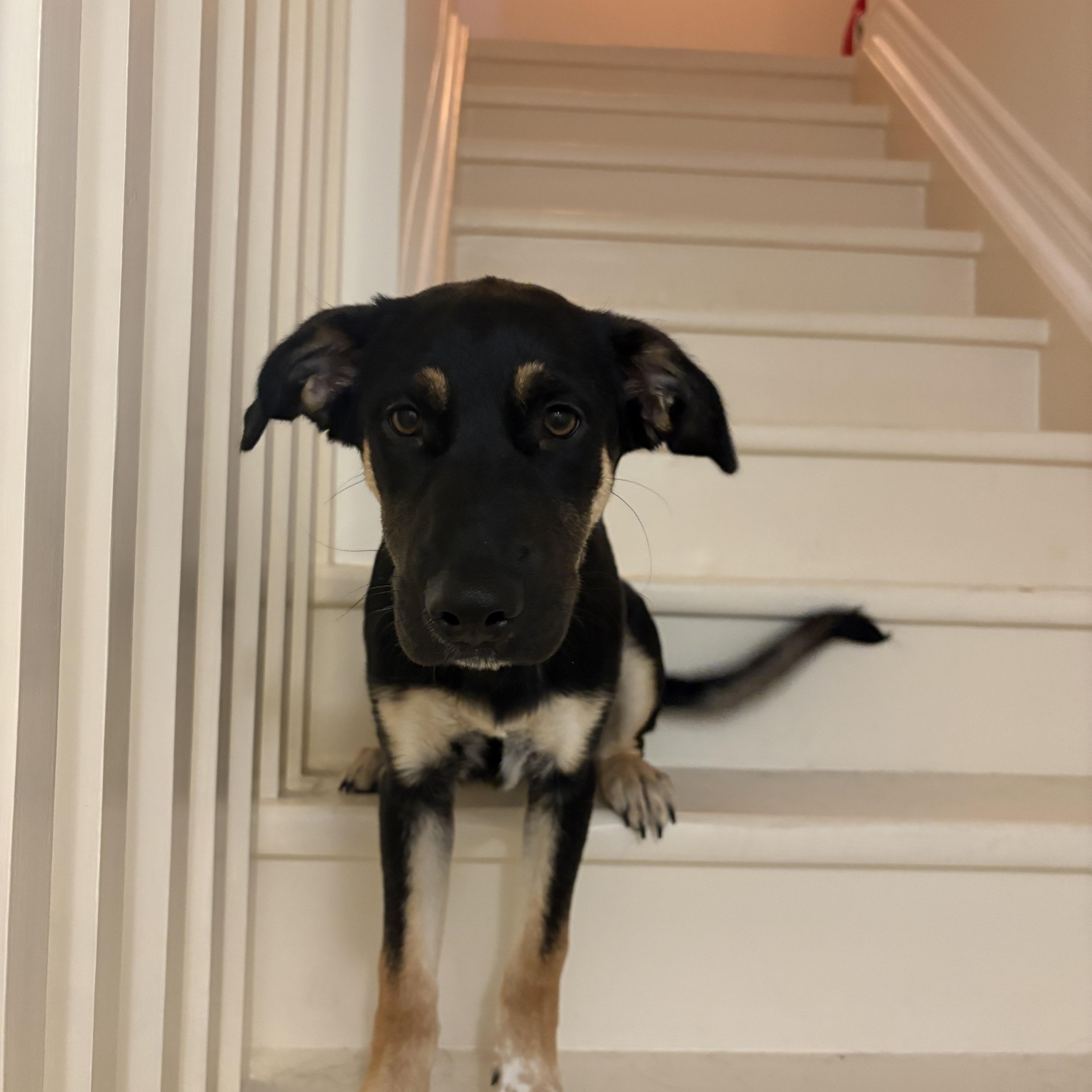 Enlarge Mya, a Adoptable mixed breed in Oshawa, ON image 2/4