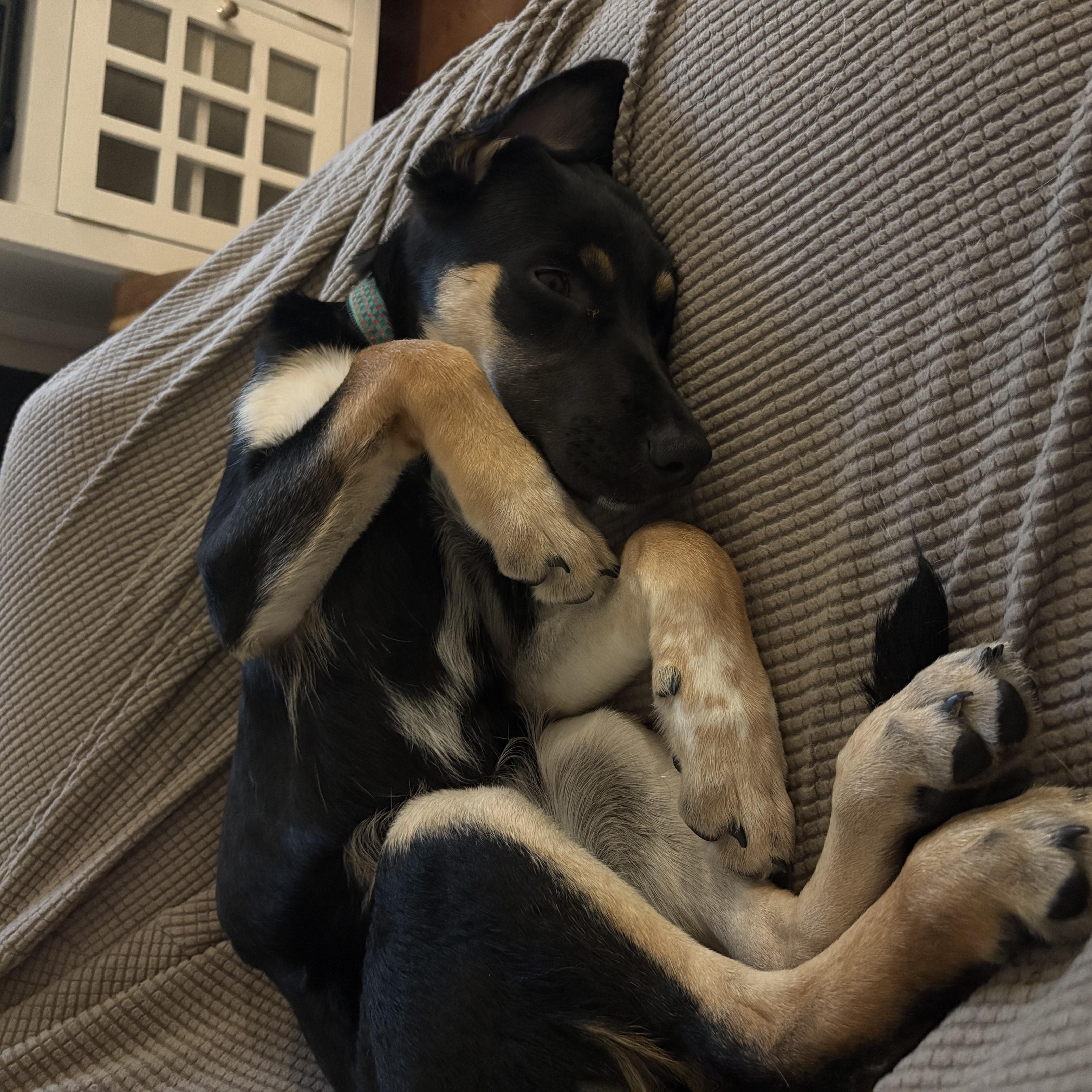 Enlarge Mya, a Adoptable mixed breed in Oshawa, ON image 4/4