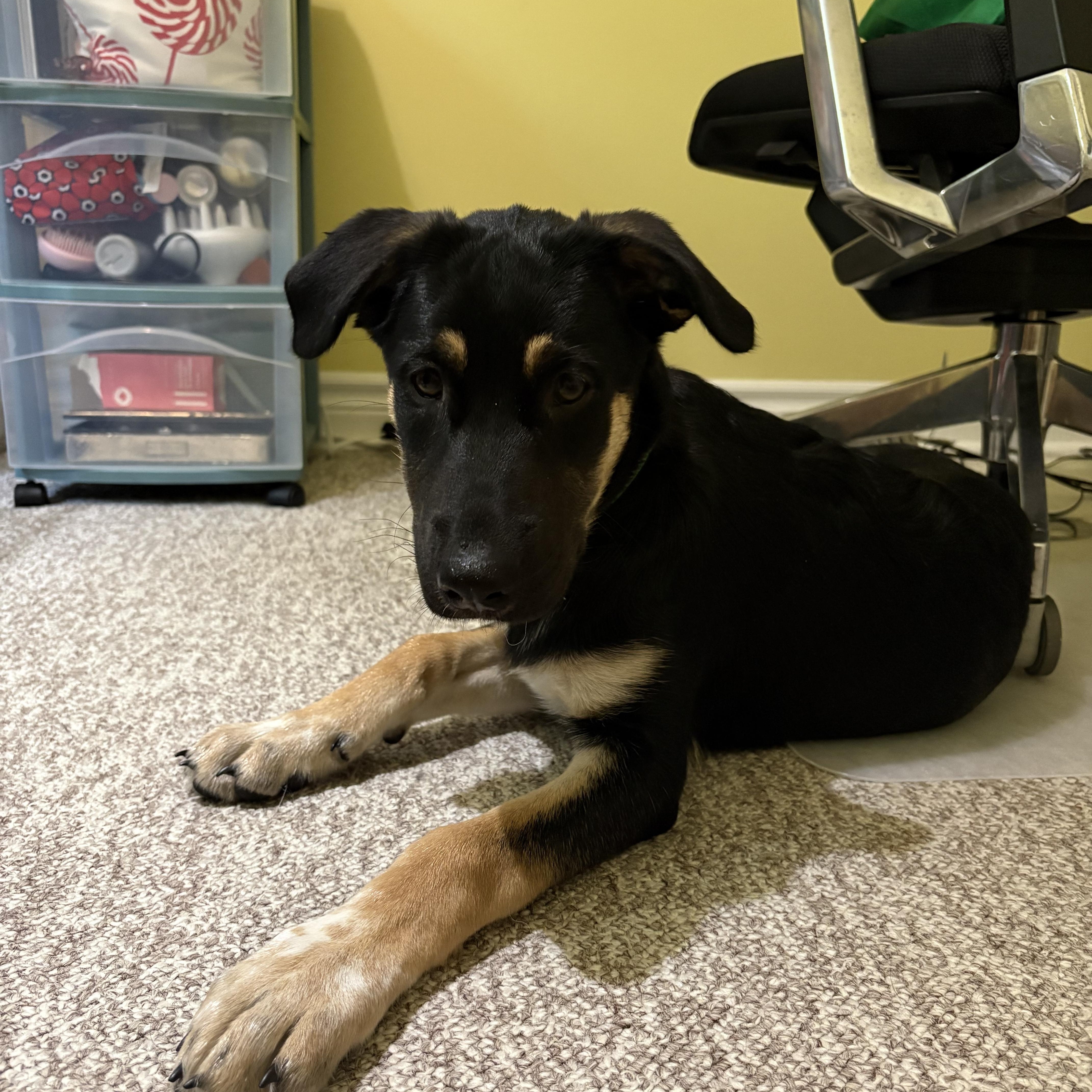 Enlarge Mya, a Adoptable mixed breed in Oshawa, ON image 1/4