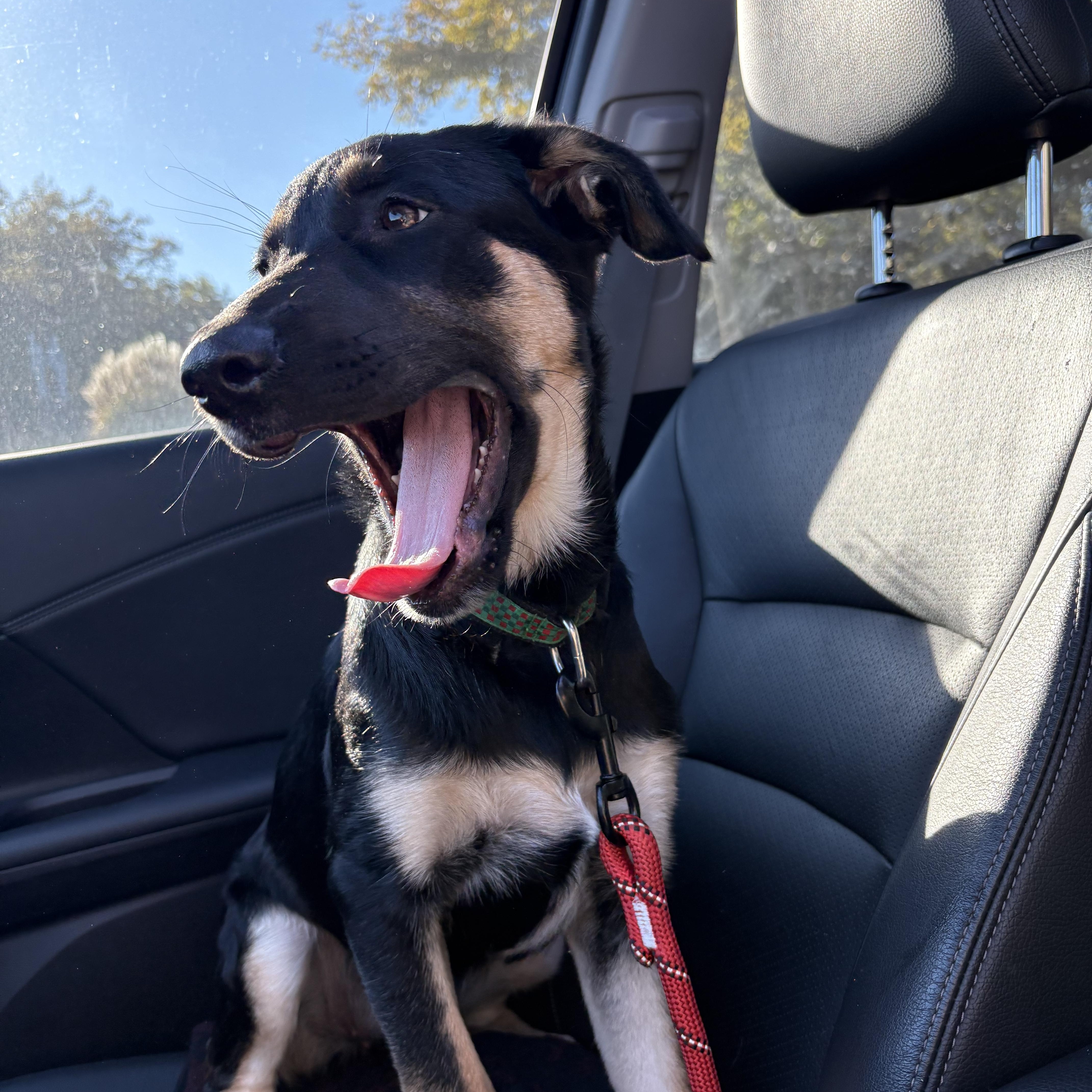 Enlarge Mya, a Adoptable mixed breed in Oshawa, ON image 3/4