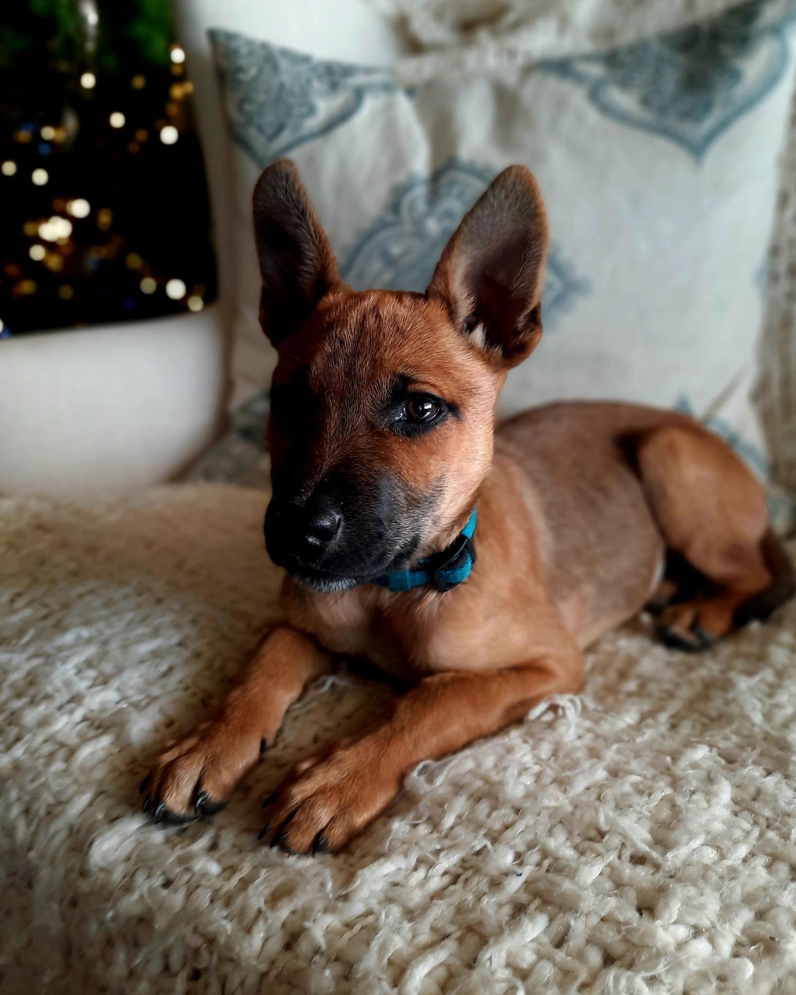 K Kai, Adoptable, Puppy Male Belgian Shepherd / Malinois & German Shepherd Dog.