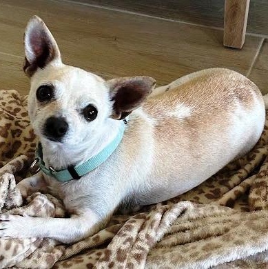 Peanut, ADOPTABLE, Young Male Chihuahua.