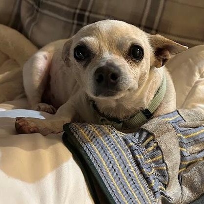 Enlarge Peanut, a ADOPTABLE Chihuahua in Mesquite, NV image 4/4