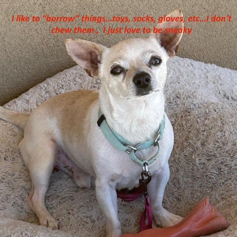Enlarge Peanut, a ADOPTABLE Chihuahua in Mesquite, NV image 2/4