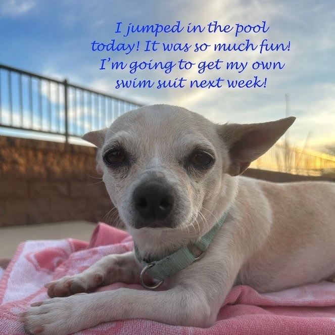 Enlarge Peanut, a ADOPTABLE Chihuahua in Mesquite, NV image 3/4