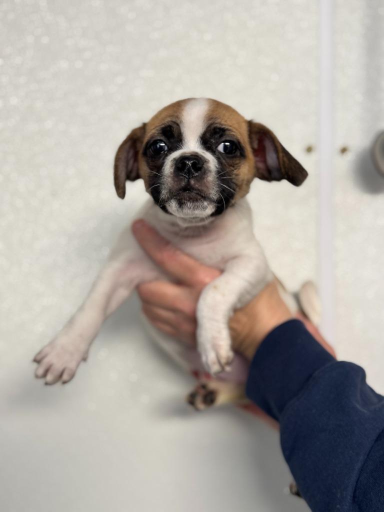 Enlarge Tina, a Adoptable mixed breed in Lunenburg, VT image 1/2