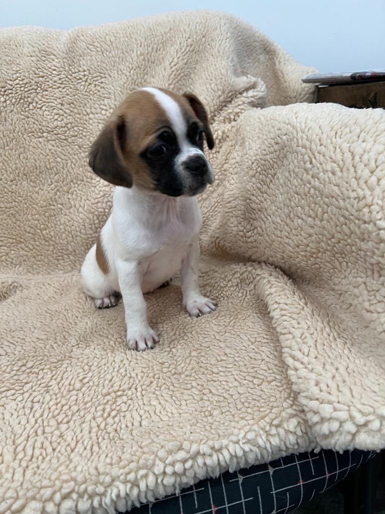 Enlarge Tina, a Adoptable mixed breed in Lunenburg, VT image 2/2