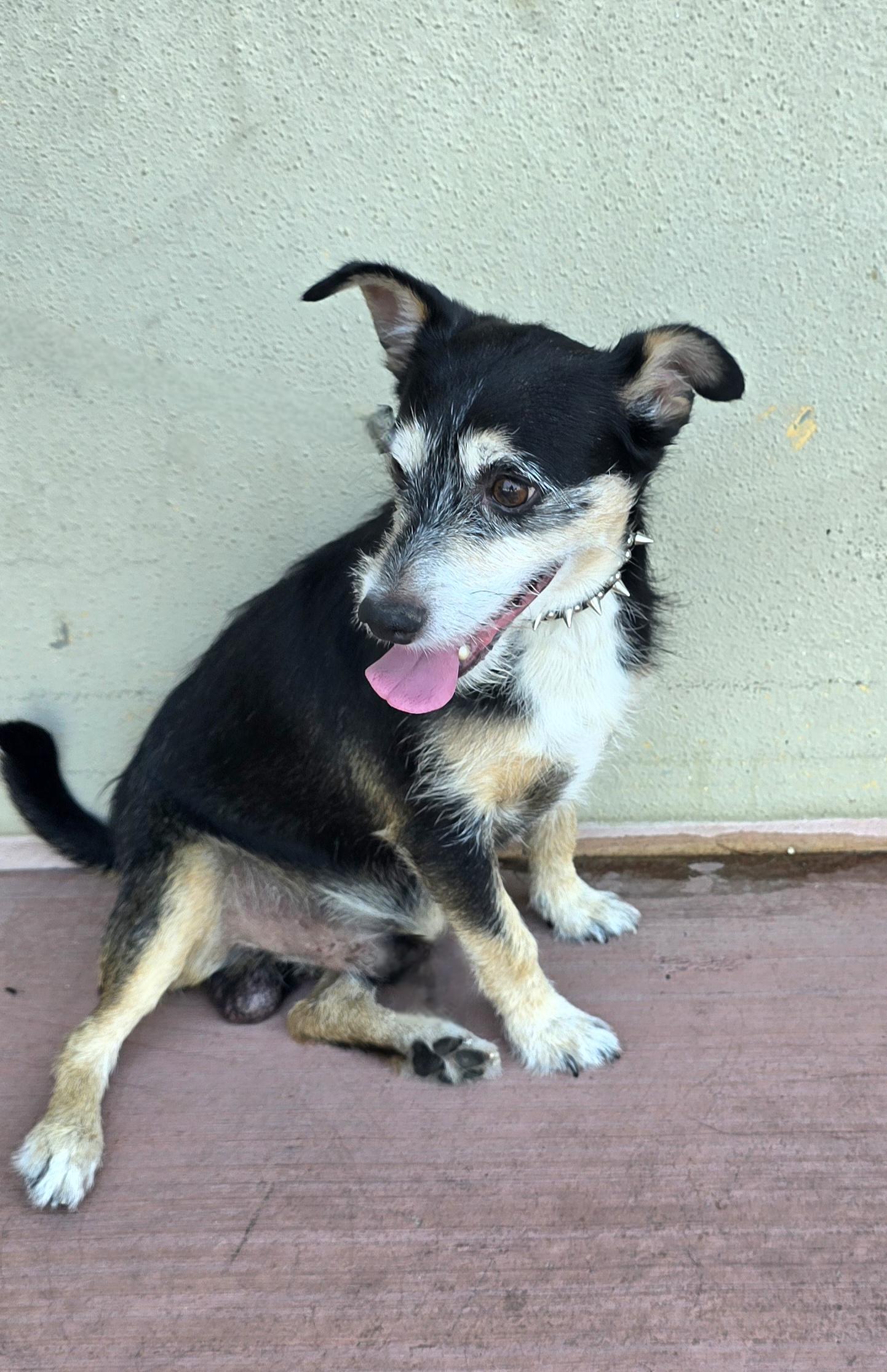 Ty, Adoptable, Adult Male Terrier.
