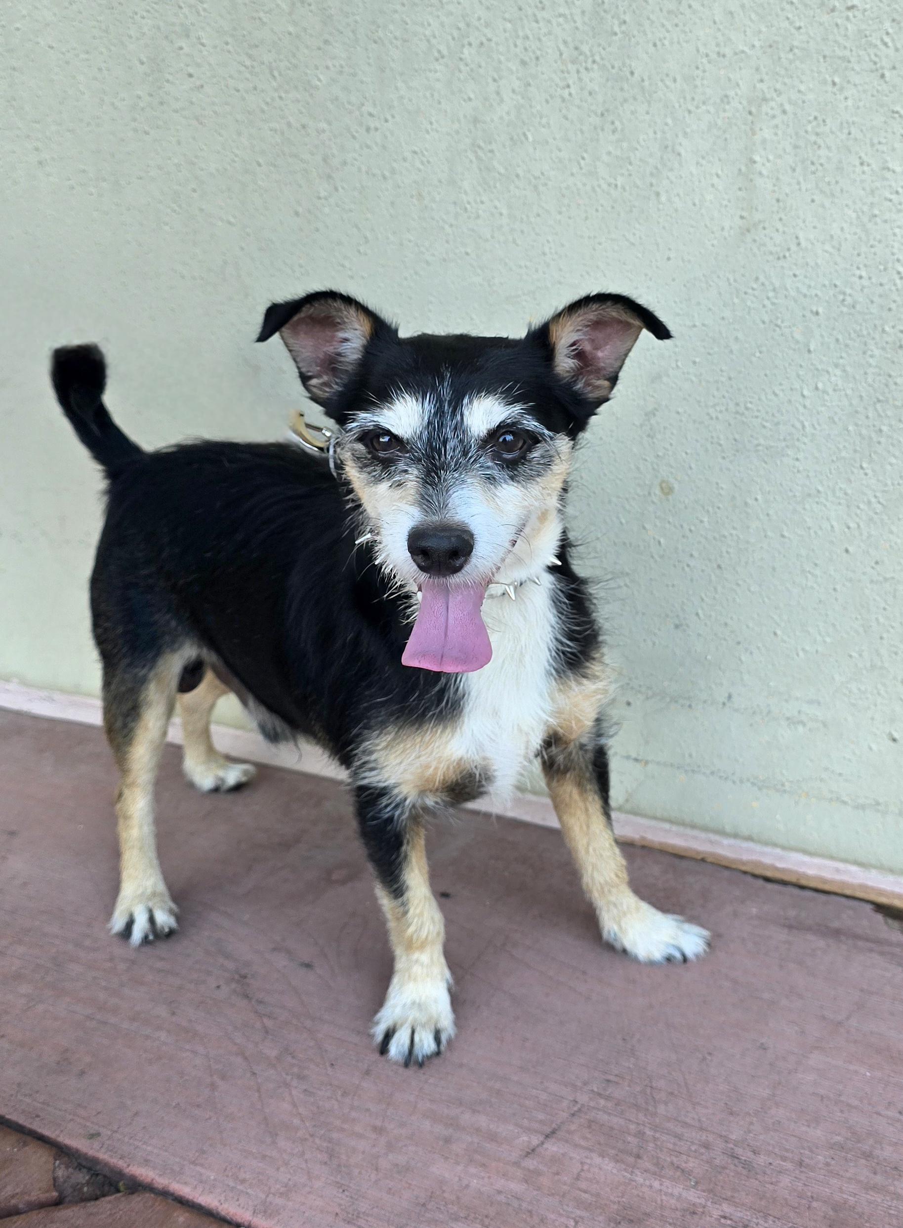 Ty, a Adoptable mixed breed in Tracy, CA image 3/3