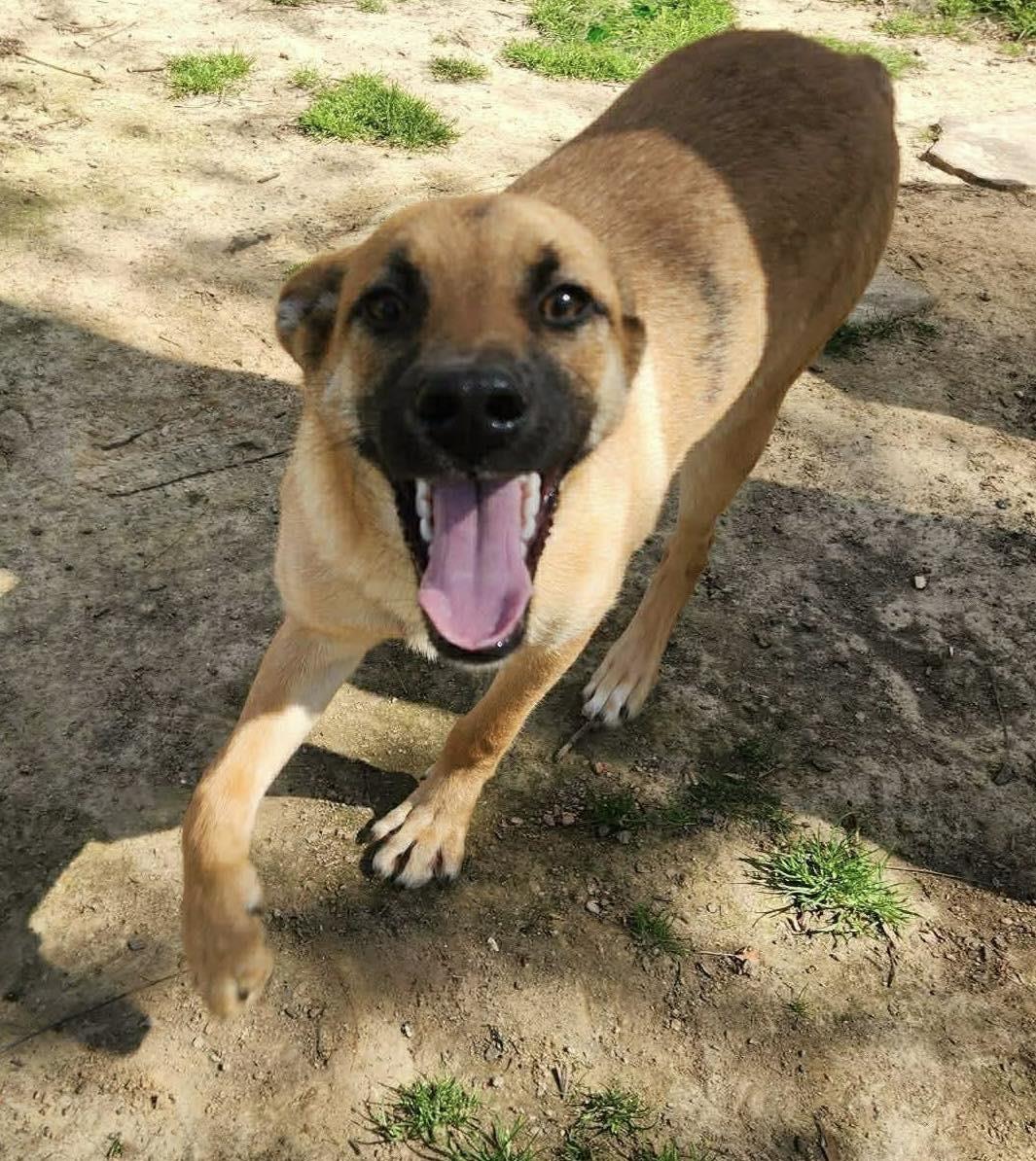 Enlarge Mocha, a ADOPTABLE Mixed Breed in Northwood, NH image 1/3
