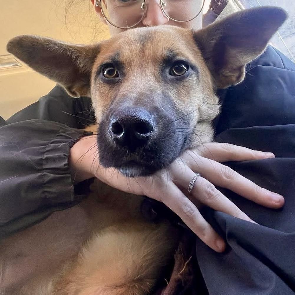 Enlarge Mocha, a ADOPTABLE Mixed Breed in Northwood, NH image 3/3