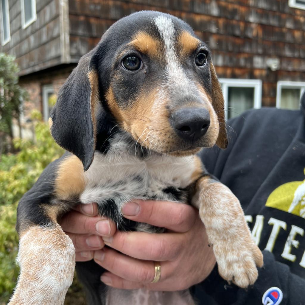 Enlarge NY Finn (Home in Brooklyn), a Adoptable mixed breed in Eastford, CT image 2/5