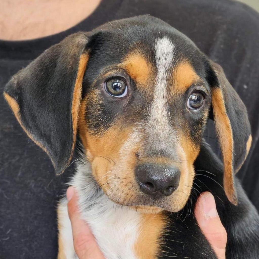 Enlarge NY Finn (Home in Brooklyn), a Adoptable mixed breed in Eastford, CT image 3/5