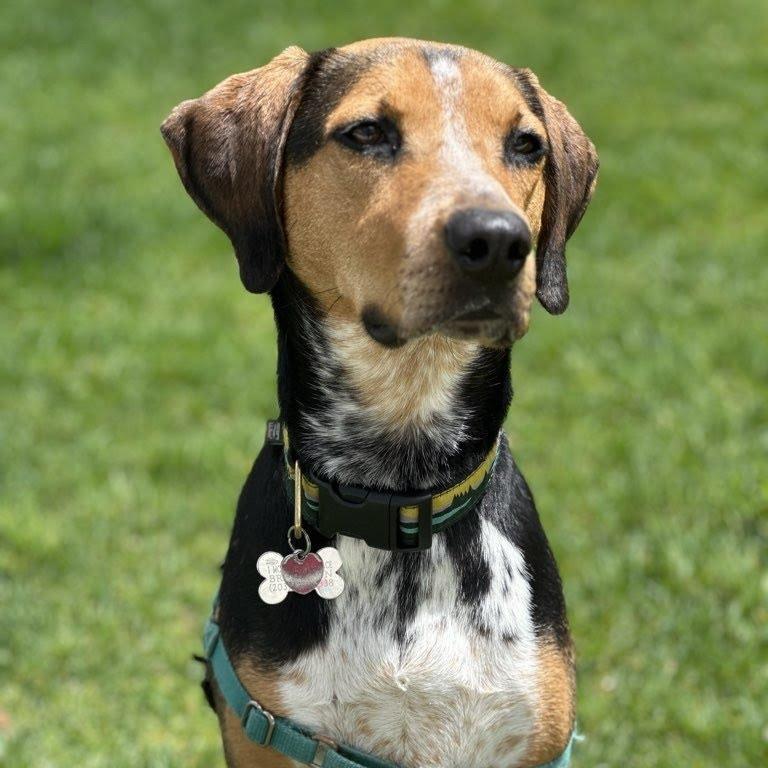 Enlarge NY Finn (Home in Brooklyn), a Adoptable mixed breed in Eastford, CT image 5/5
