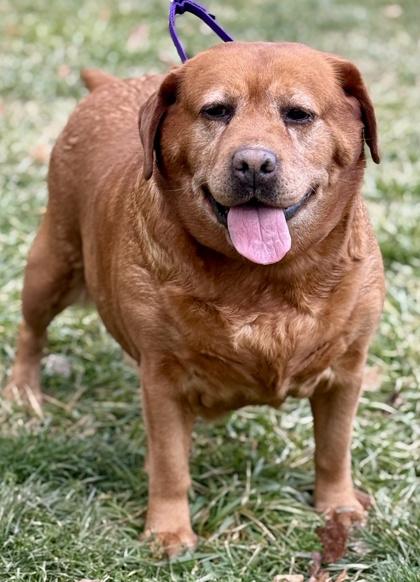 Holly, Adoptable, Adult Female Labrador Retriever.