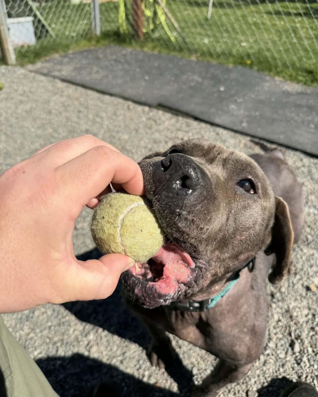 Hogan, a Adoptable mixed breed in Crescent city, CA image 4/5