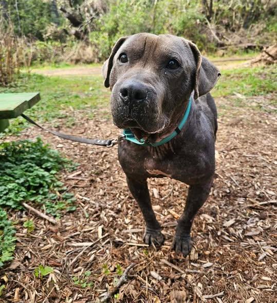 Hogan, a Adoptable mixed breed in Crescent city, CA image 1/5