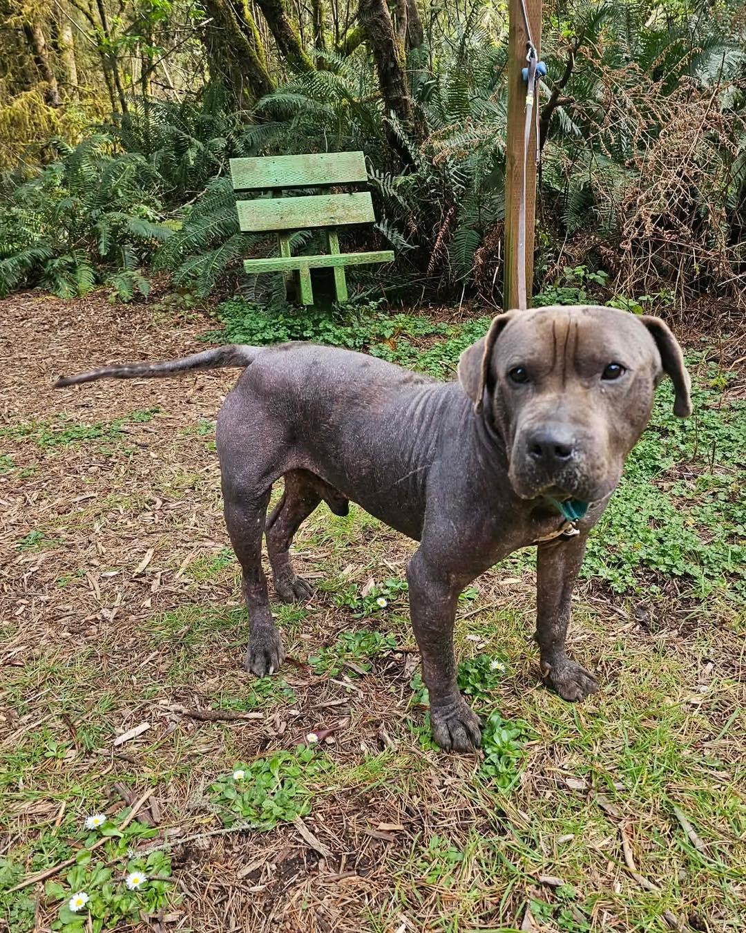 Hogan, a Adoptable mixed breed in Crescent city, CA image 3/5