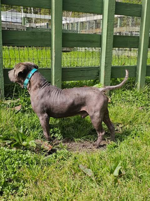 Hogan, a Adoptable mixed breed in Crescent city, CA image 5/5