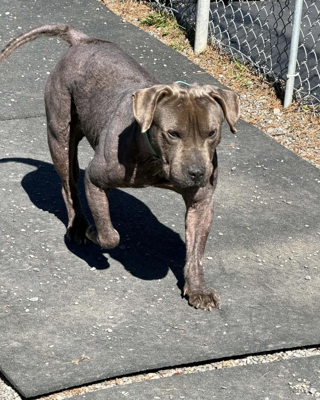 Hogan, a Adoptable mixed breed in Crescent city, CA image 2/5