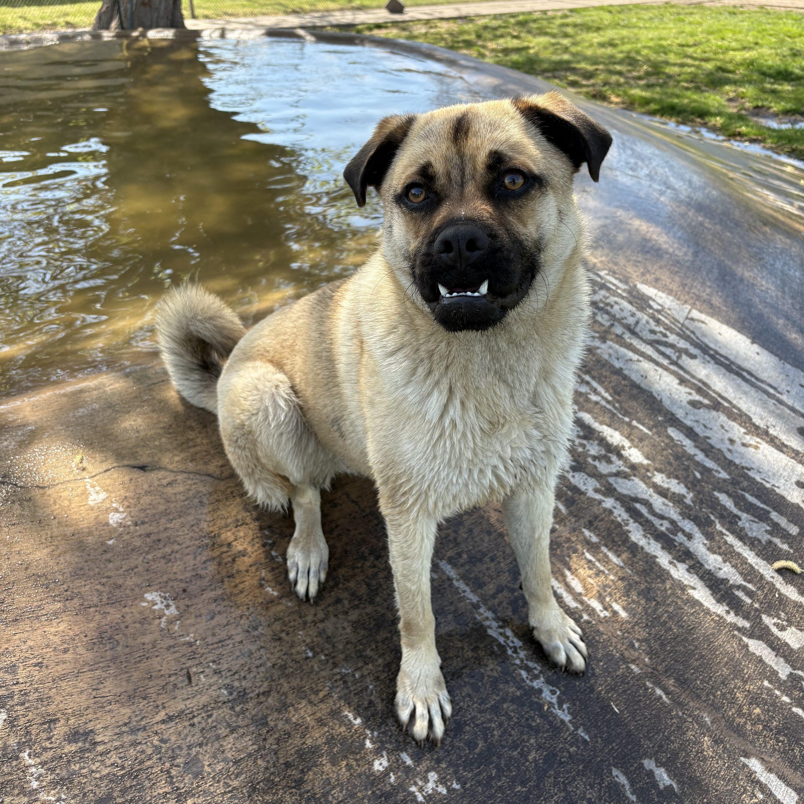 Theodore, Adoptable, Young Male Pug & Shepherd.