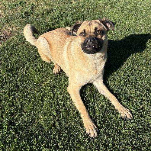 Enlarge Theodore, a Adoptable Pug in Lathrop, CA image 1/5