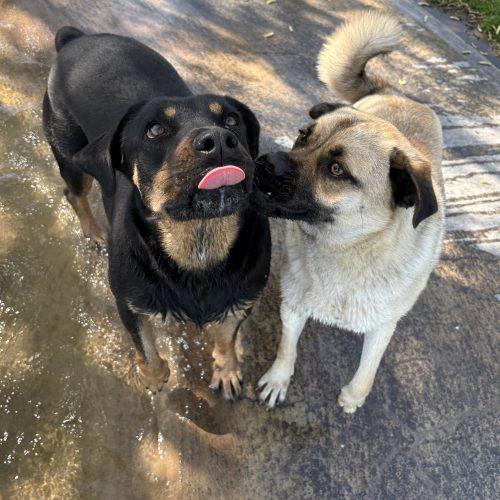 Enlarge Theodore, a Adoptable Pug in Lathrop, CA image 2/5