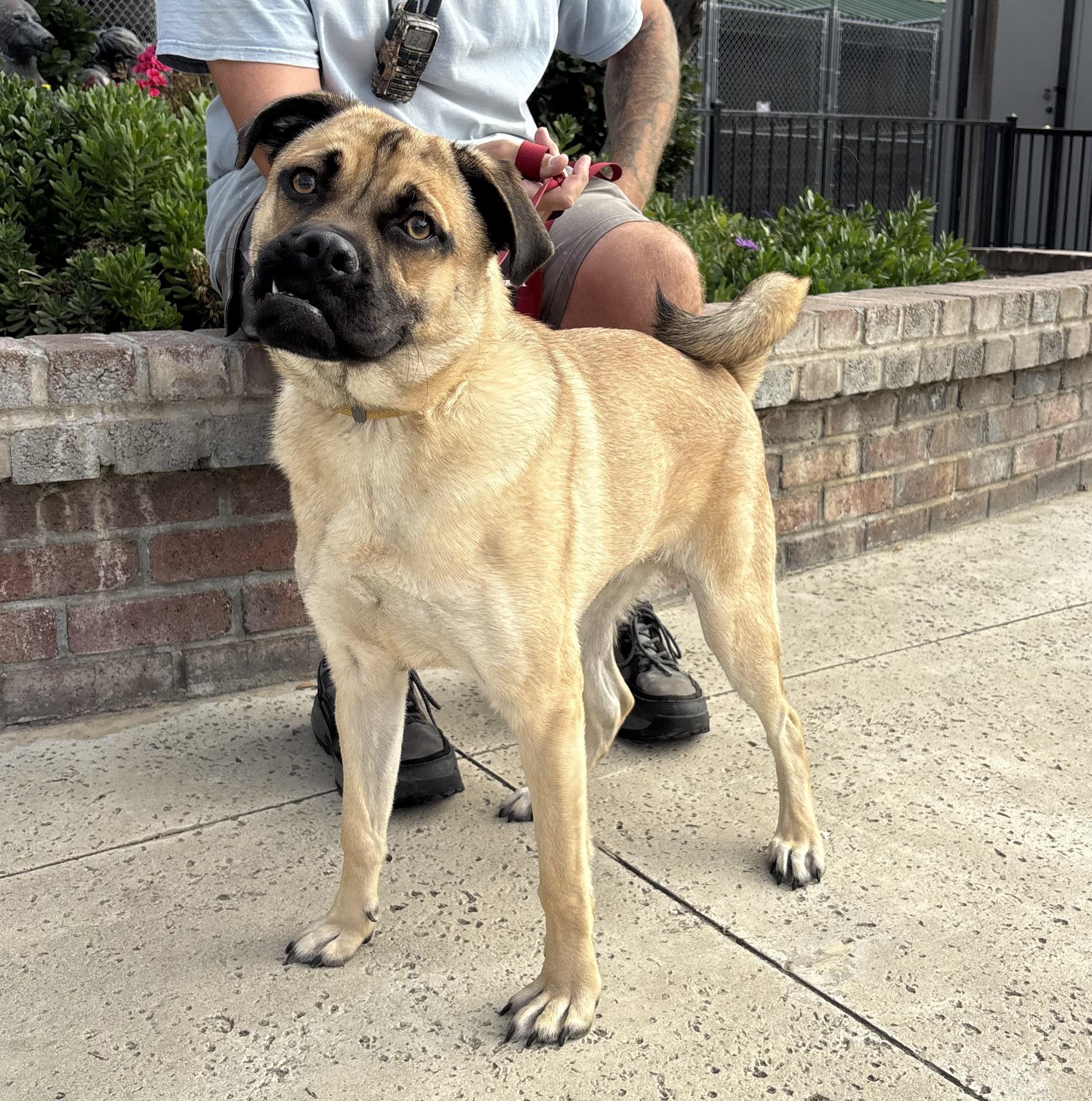 Enlarge Theodore, a Adoptable Pug in Lathrop, CA image 2/5
