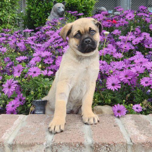 Enlarge Theodore, a Adoptable Pug in Lathrop, CA image 3/5