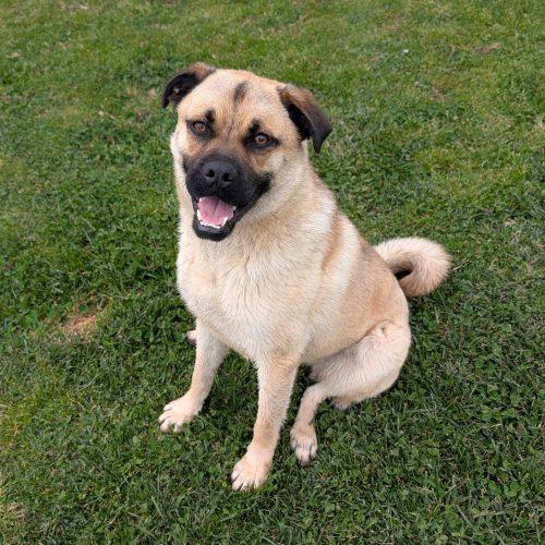 Enlarge Theodore, a Adoptable mixed breed in Lathrop, CA image 4/6