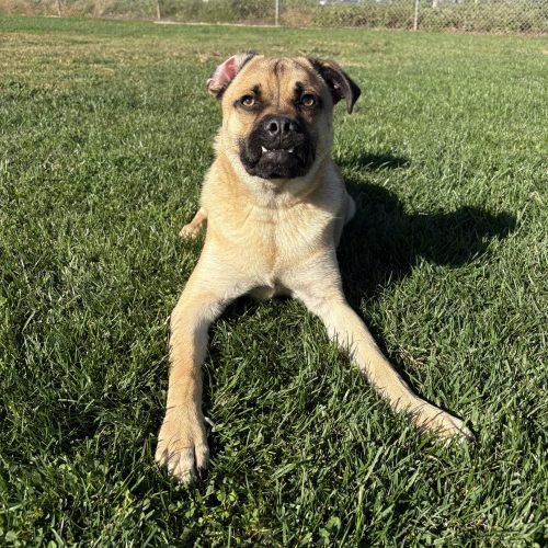 Enlarge Theodore, a Adoptable Pug in Lathrop, CA image 5/5