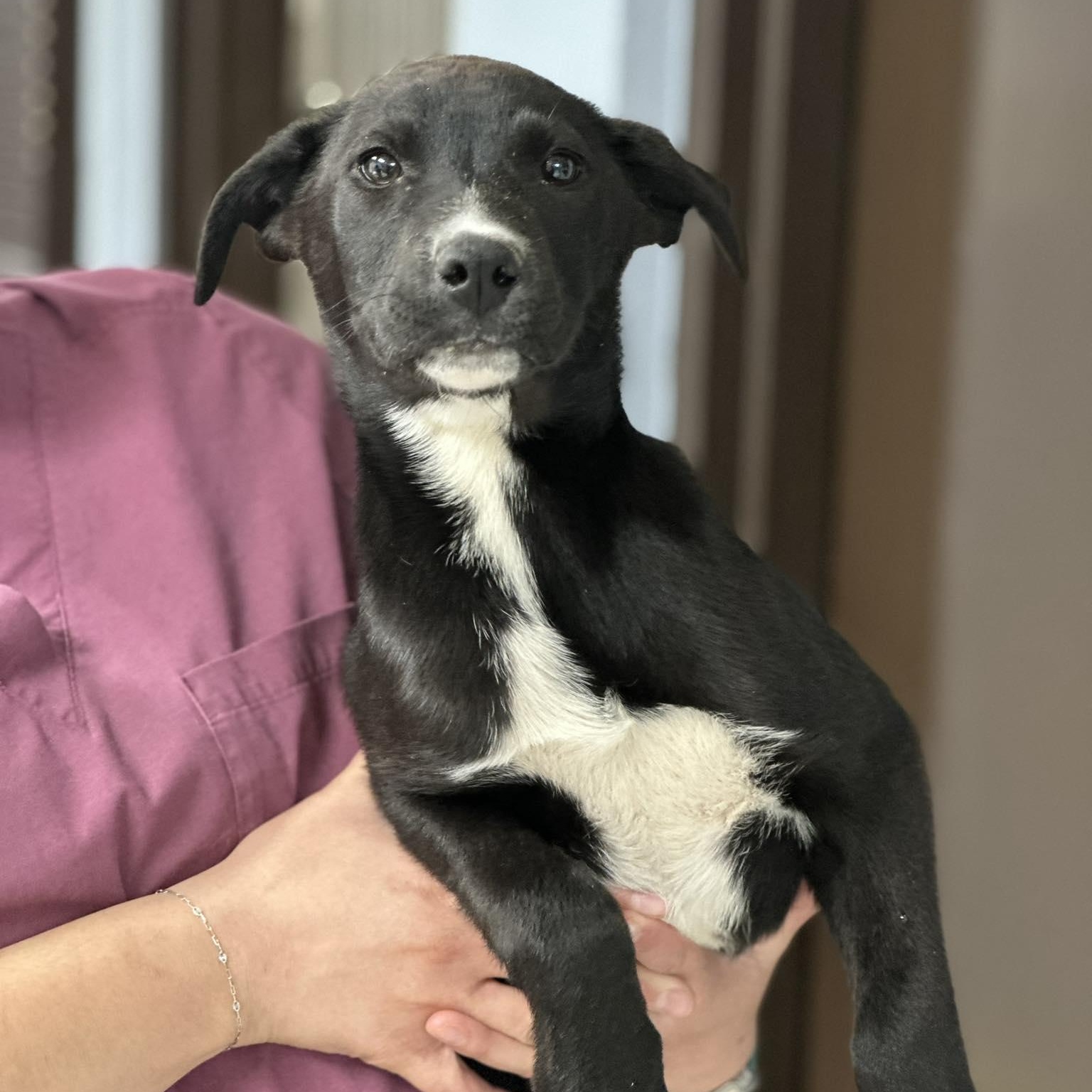 Allie, ADOPTABLE, Puppy Female Labrador Retriever & Border Collie.