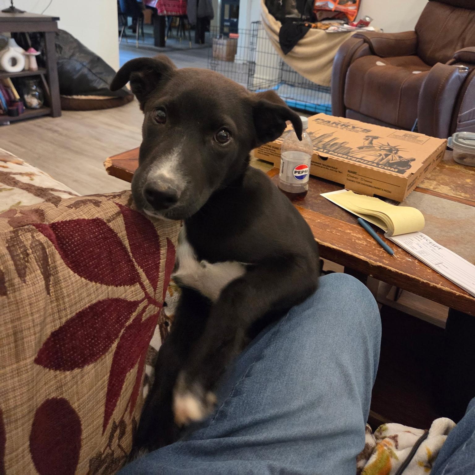 Enlarge Allie, a ADOPTABLE mixed breed in Fort Collins, CO image 3/3