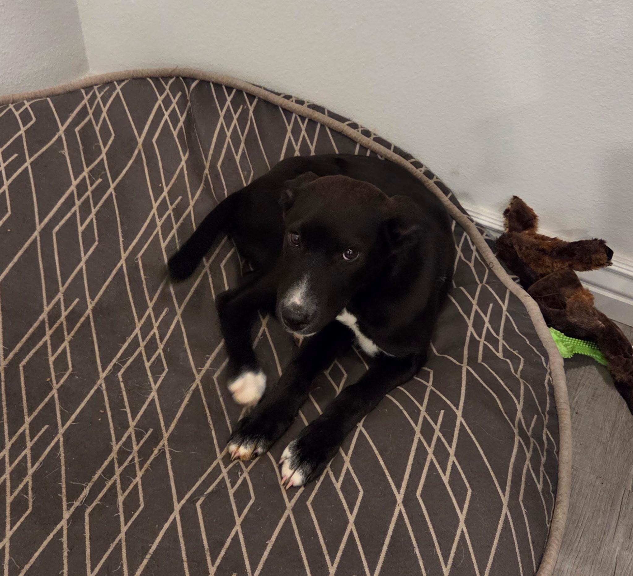 Enlarge Allie, a ADOPTABLE mixed breed in Fort Collins, CO image 2/3