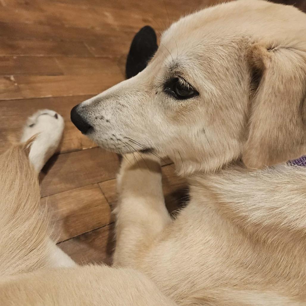 Waffle, Adoptable, Young Female Golden Retriever & Mixed Breed.