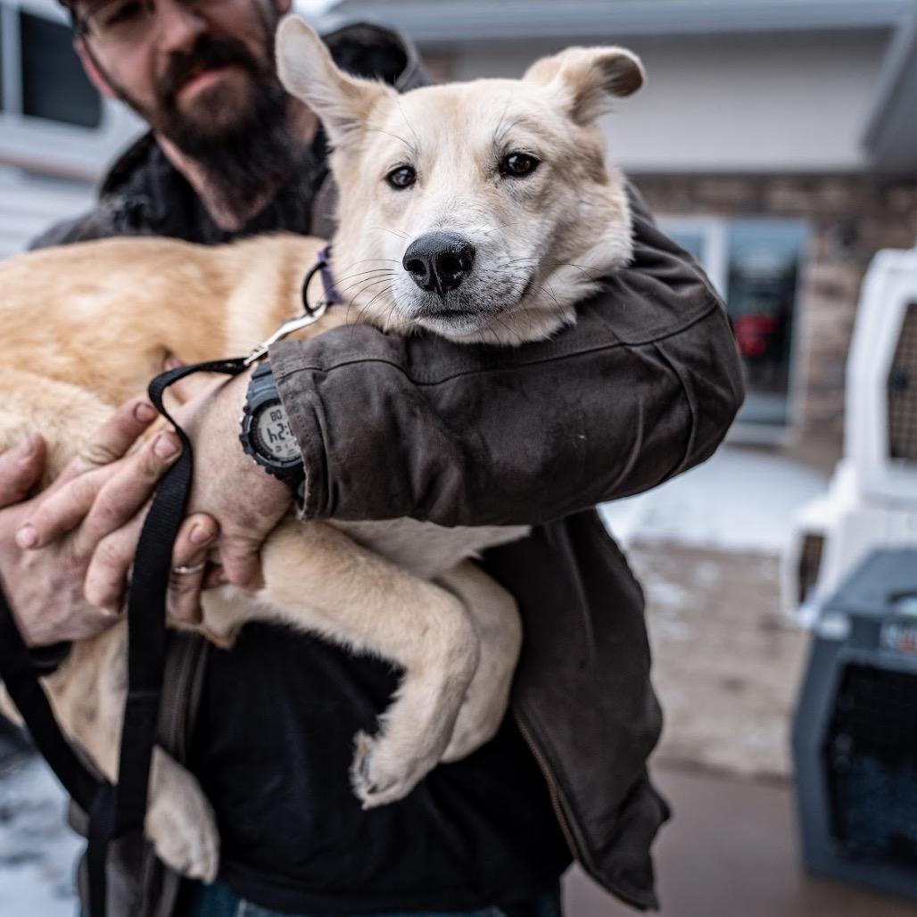 Enlarge Waffle, a Adoptable mixed breed in Tomah, WI image 2/5