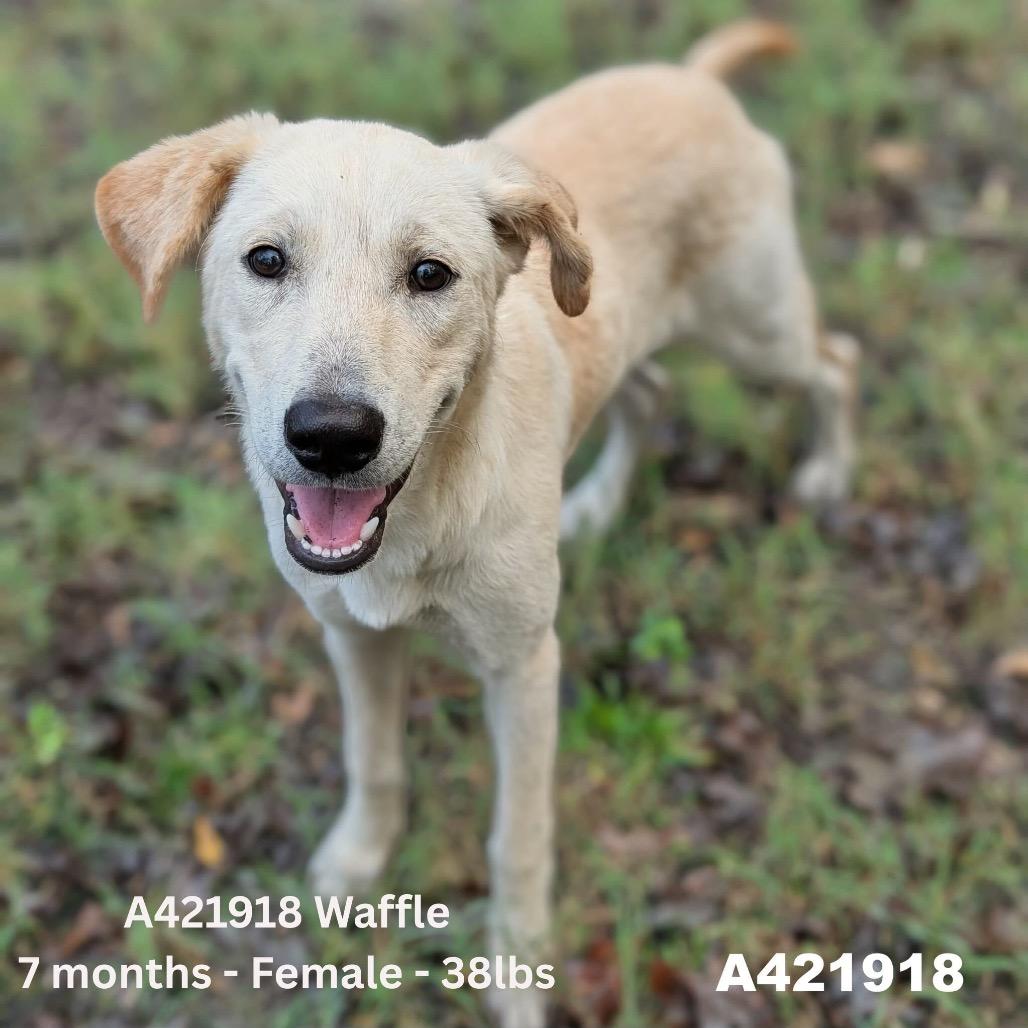 Enlarge Waffle, a Adoptable mixed breed in Tomah, WI image 3/5