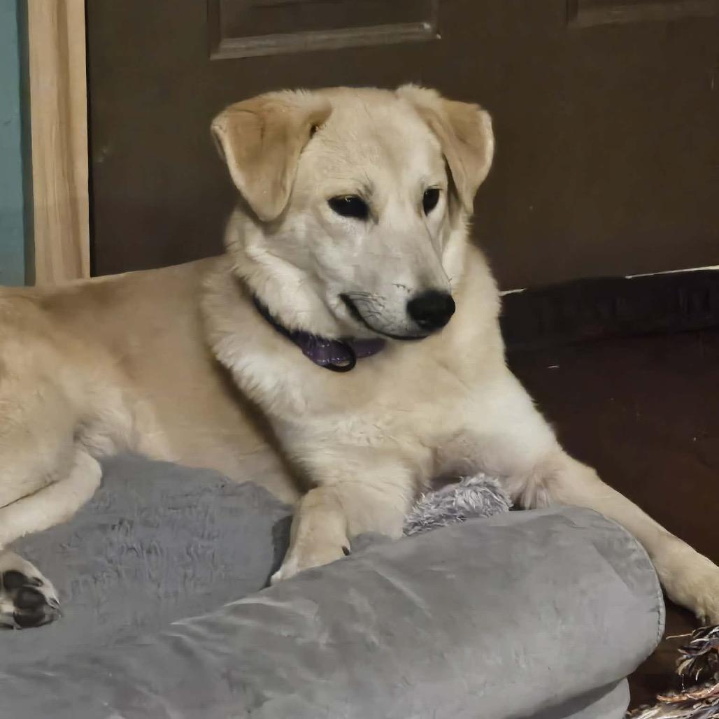 Enlarge Waffle, a Adoptable mixed breed in Tomah, WI image 4/5