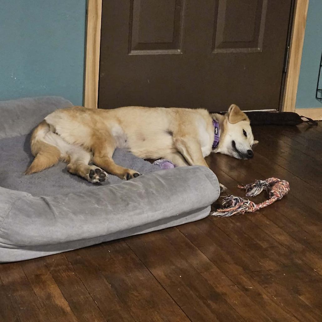 Enlarge Waffle, a Adoptable mixed breed in Tomah, WI image 5/5