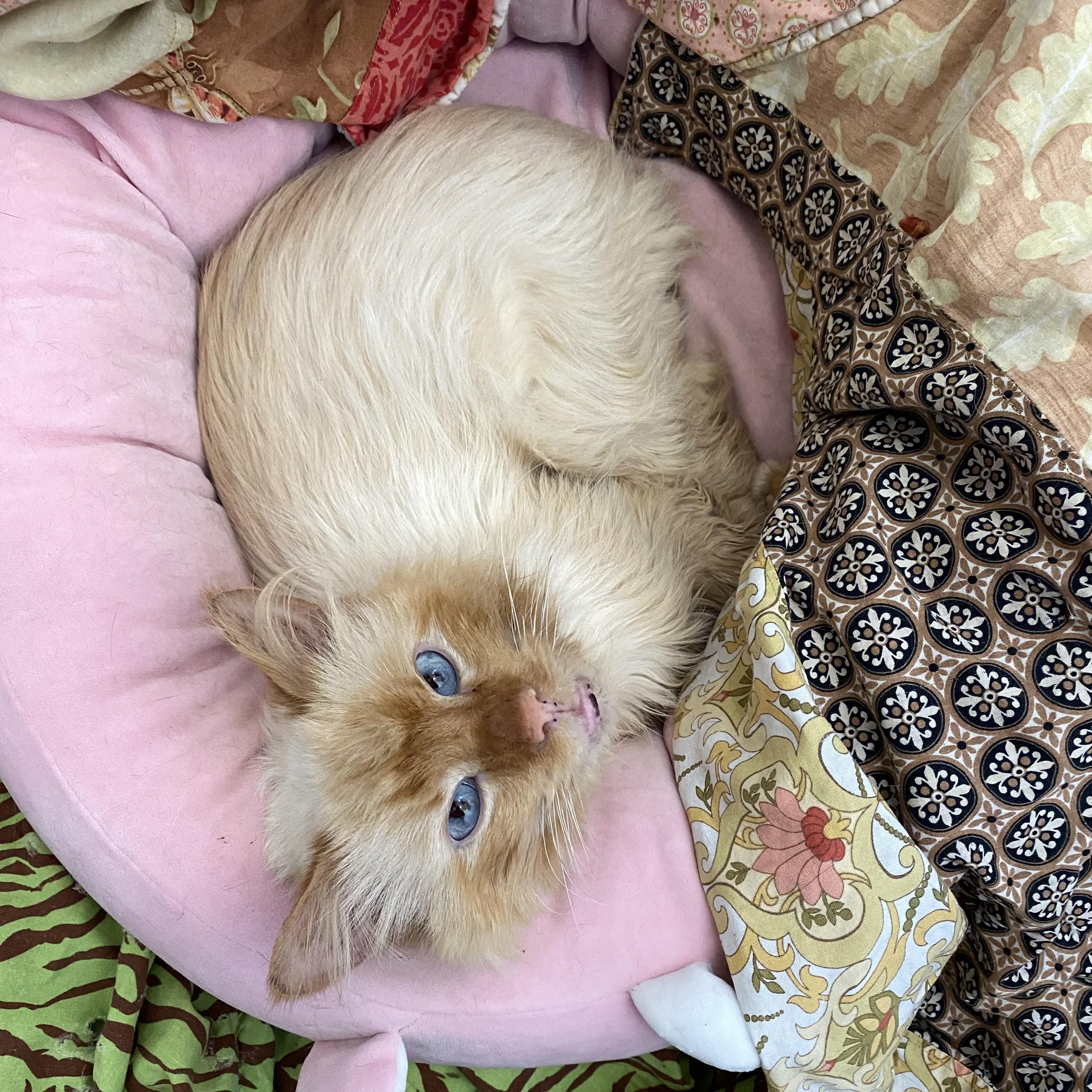 Mochi photo 1