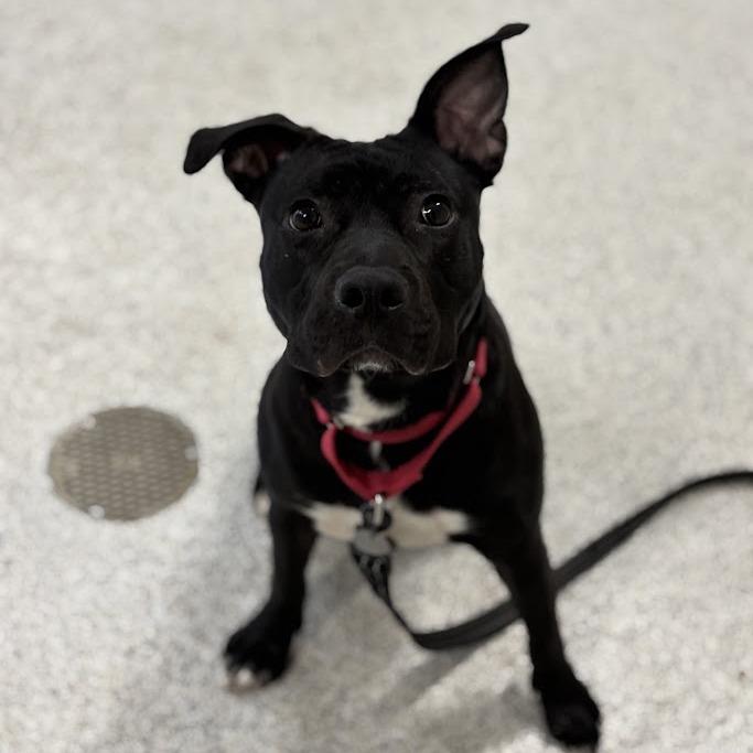 Babybel, Adoptable, Adult Female Mixed Breed.