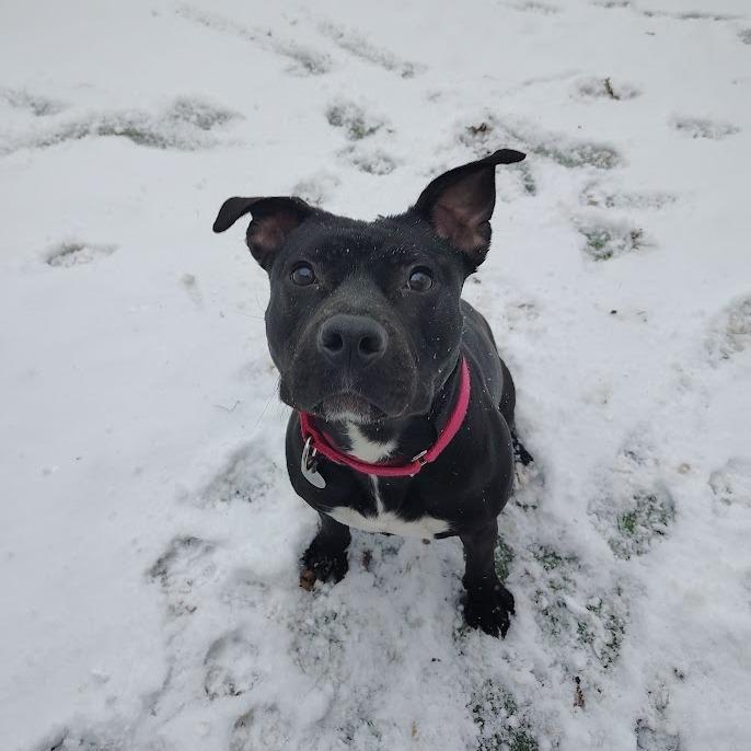 Babybel, Adoptable, Adult Female Mixed Breed.
