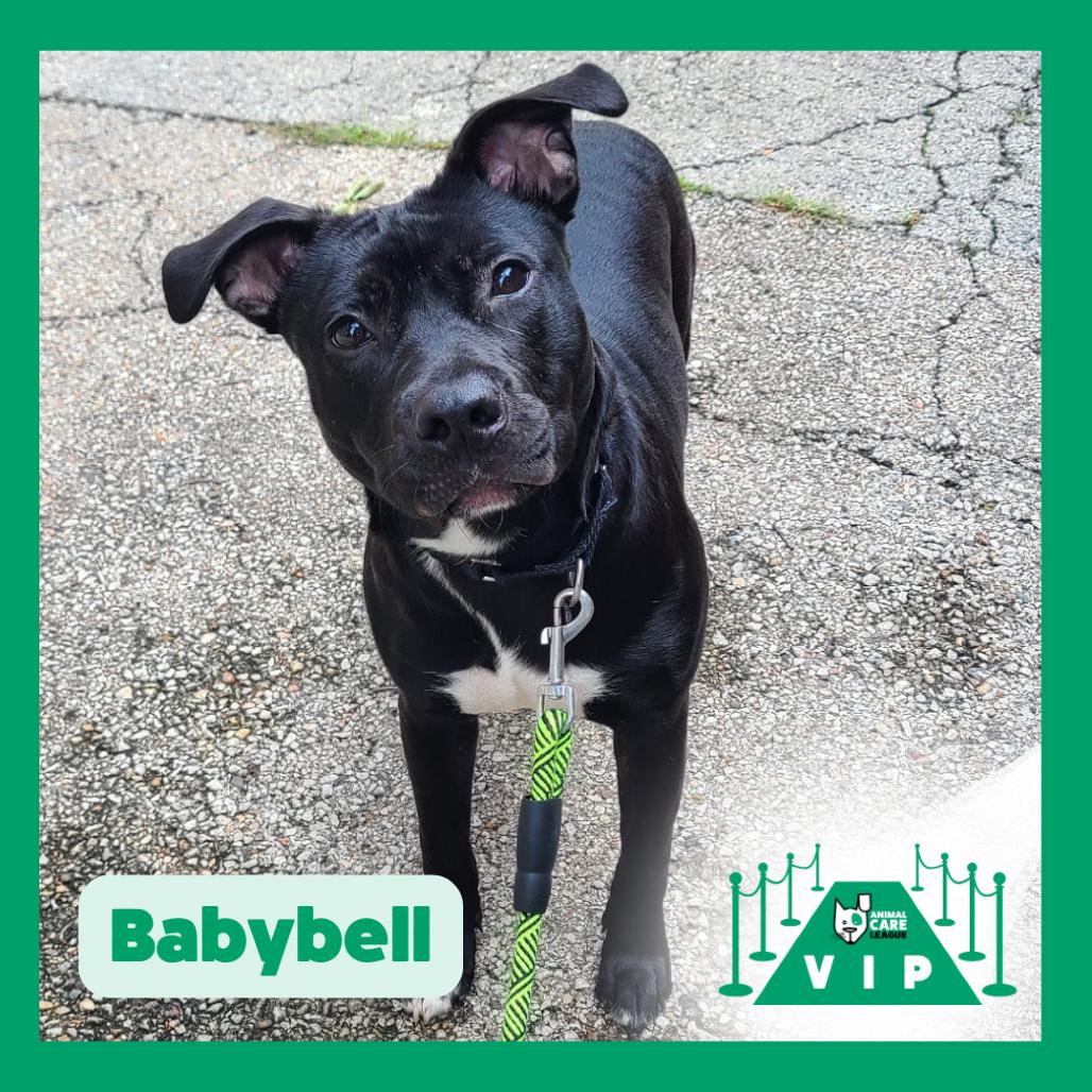 Babybel, Adoptable, Adult Female Mixed Breed.