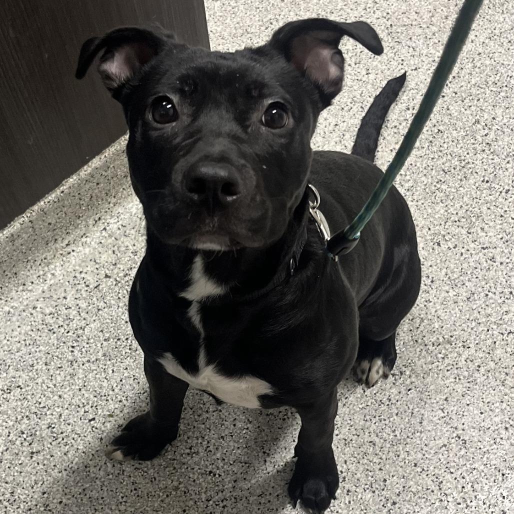 Enlarge Babybel, a Adoptable Mixed Breed in Oak Park, IL image 2/6