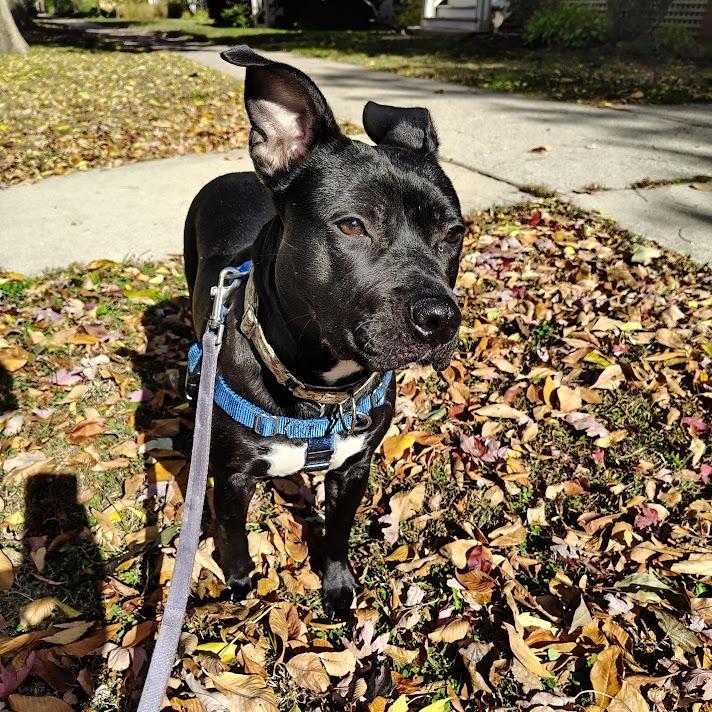 Enlarge Babybel, a Adoptable Mixed Breed in Oak Park, IL image 3/6