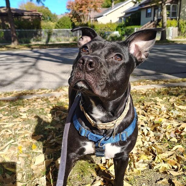 Enlarge Babybel, a Adoptable Mixed Breed in Oak Park, IL image 4/6